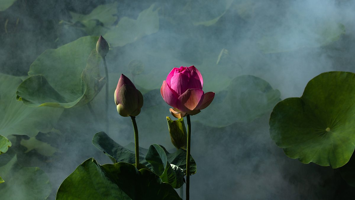 BBC World Service - CrowdScience, How do flowers know when to bloom?