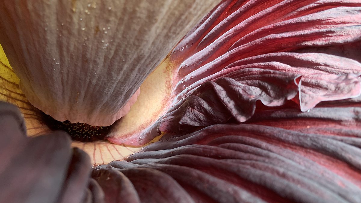 BBC World Service CrowdScience, How do flowers know when to bloom