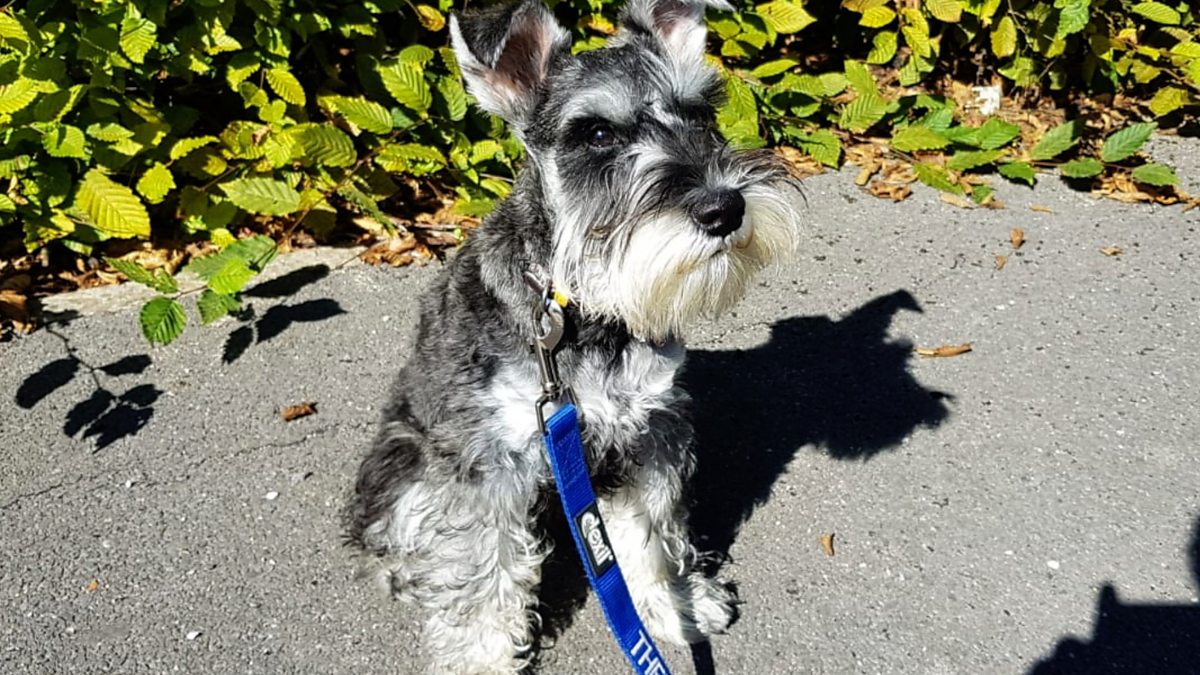 Schnauzer store therapy dog