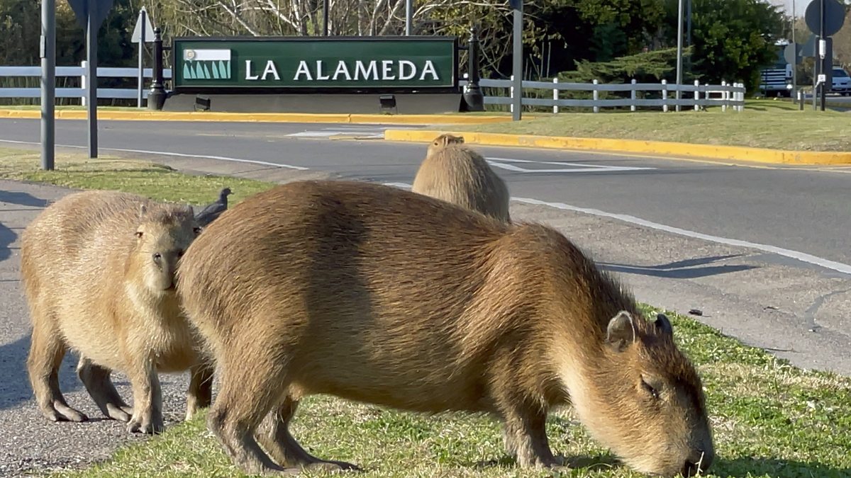 Капибара ул ленина 20 солигорск фото BBC World Service - The Fifth Floor, What's behind Guinea's coup?, Capybaras and