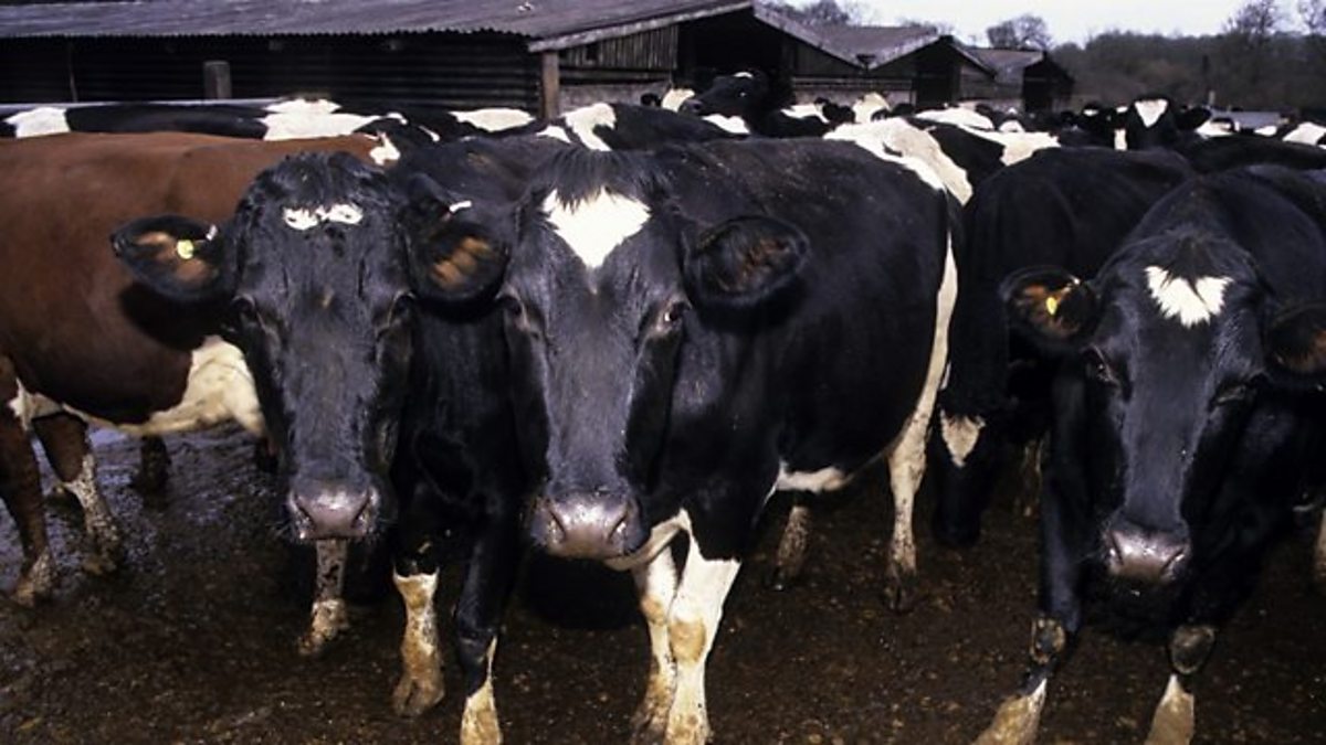 BBC World Service Witness History Mad Cow Disease And CJD