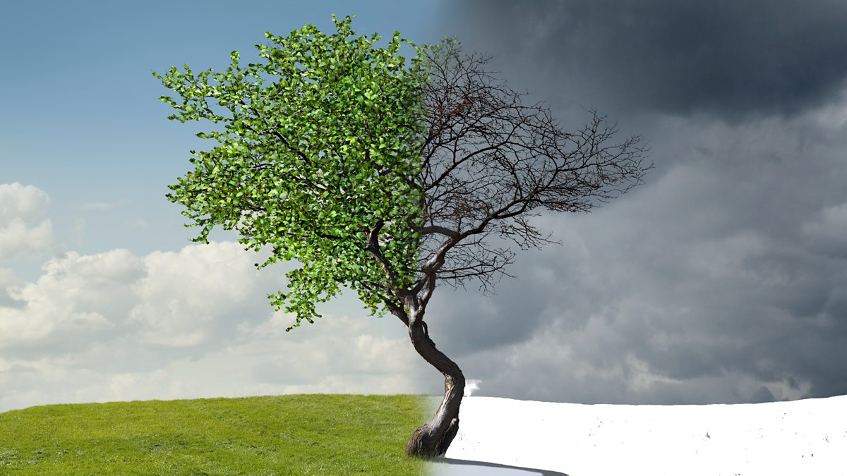 BBC World Service CrowdScience, Do plants have immune systems?, Do