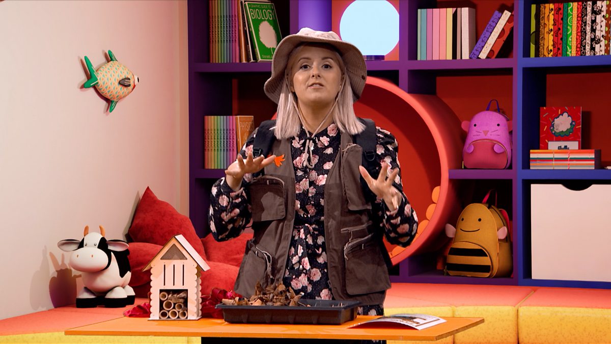 BBC Bitesize Bitesize Daily 79 Year Olds, Science 89 YearOlds