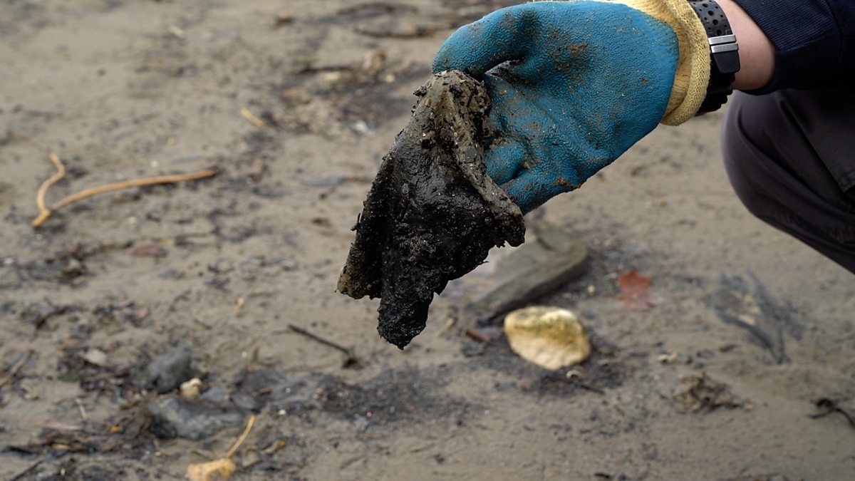 BBC Two Politics Live, 02/11/2021, Plastics in wet wipes should be