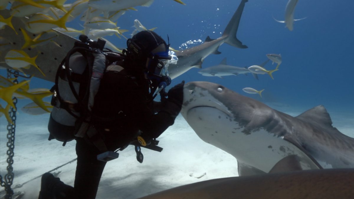 Tiger Beach Shark Diving 2021