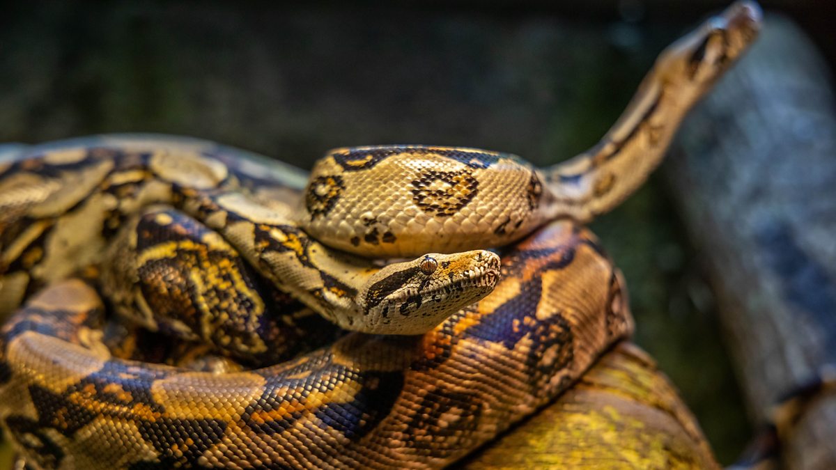 BBC Radio 4 - Curious Cases - Venoms, poisons and toxins: nature's