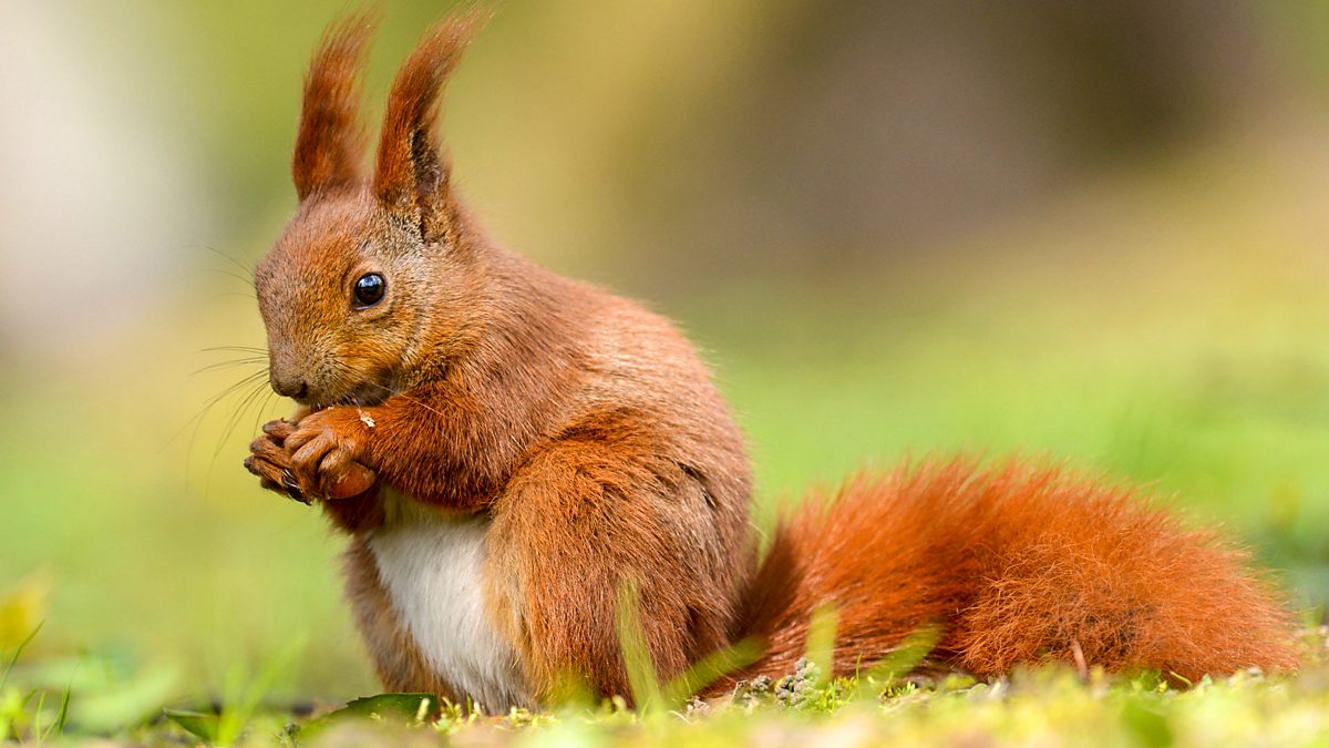 Red squirrels used to be a common