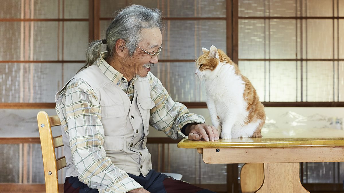 BBC World Service CrowdScience, Would my cat survive in the wild