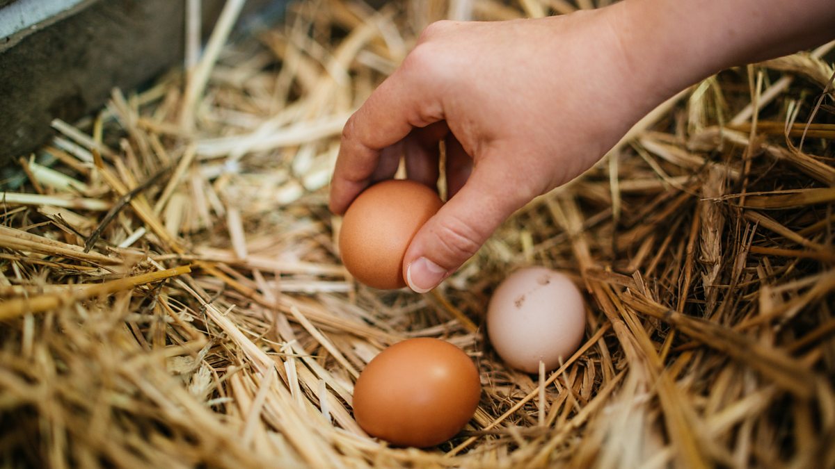 BBC World Service - CrowdScience, How Do You Like Your Eggs In The Morning?