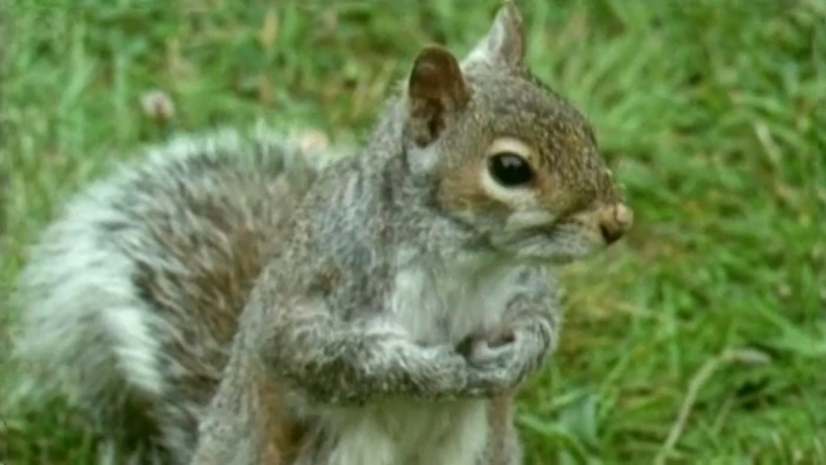 CBeebies Our Squirrels and Animals in the Snow, How squirrels collect nuts