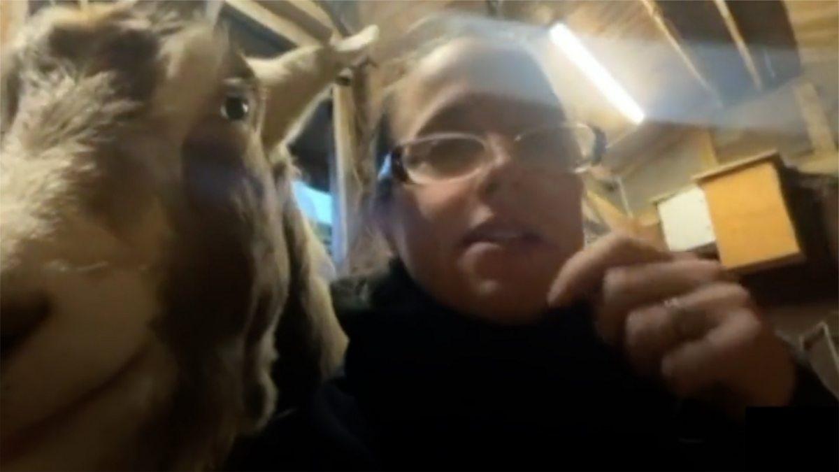 BBC Radio 5 Live 5 Live In Short, Meet the goats eating leftover