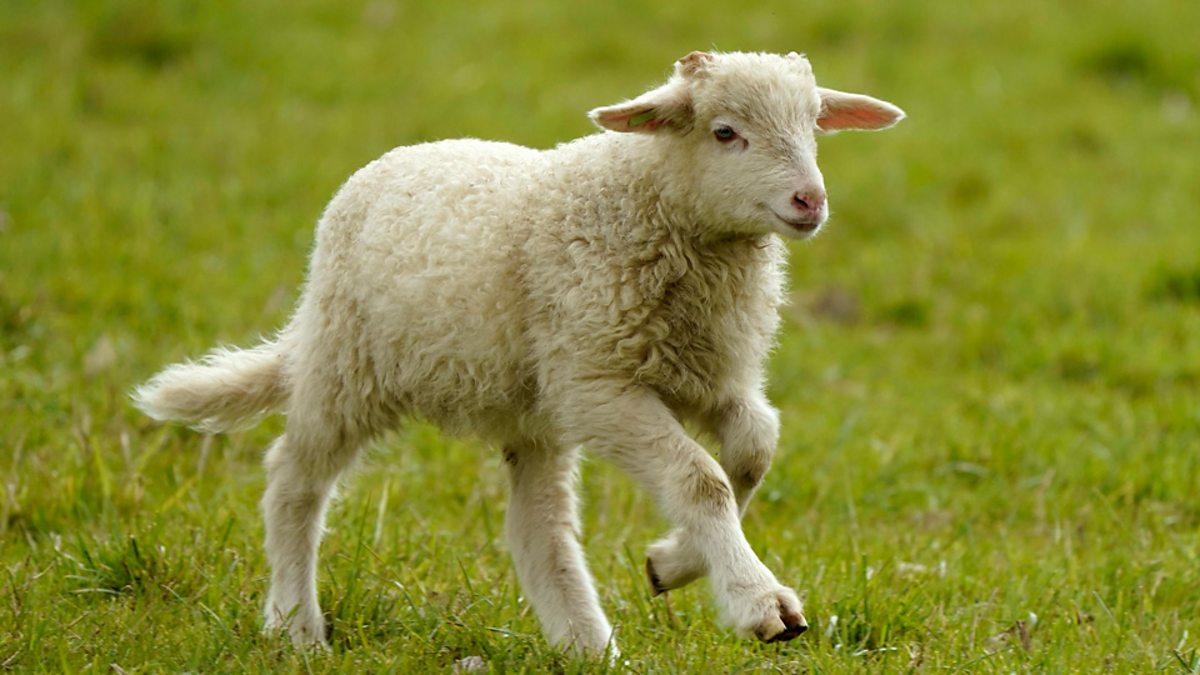 BBC Hereford & Worcester - Malcolm Boyden, 18/02/2022, A lamb called Eunice