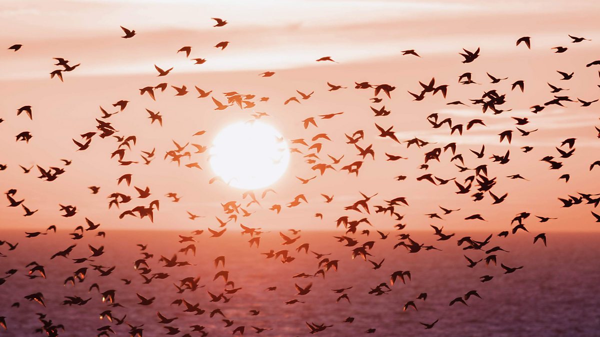 Bbc Two Winterwatch Winter Watchlist 2022