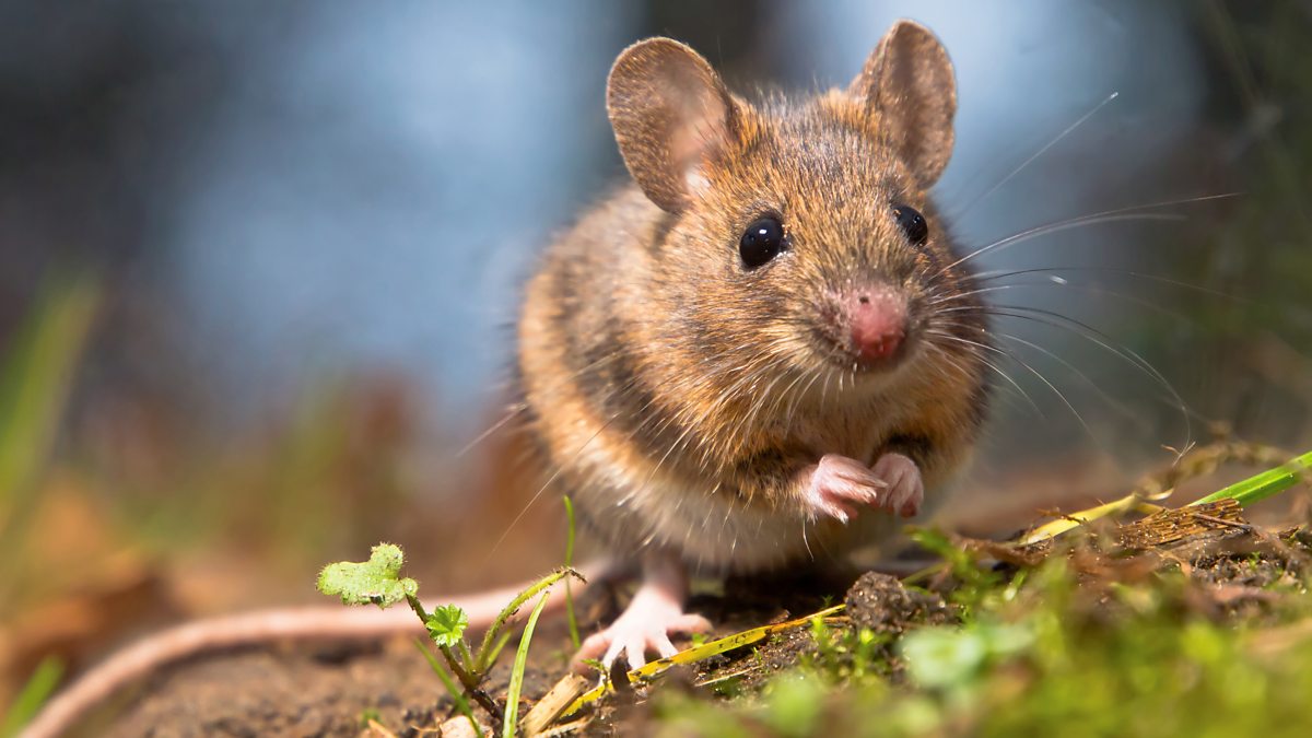 BBC Scotland - BBC Scotland - Have the giant mice of St Kilda developed ...