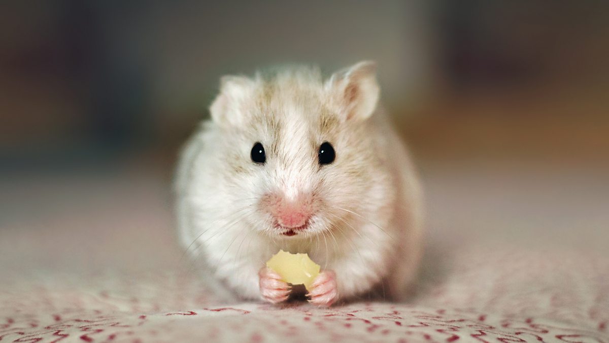 BBC World Service Global News Podcast, Covid in Hong Kong 'Outrage