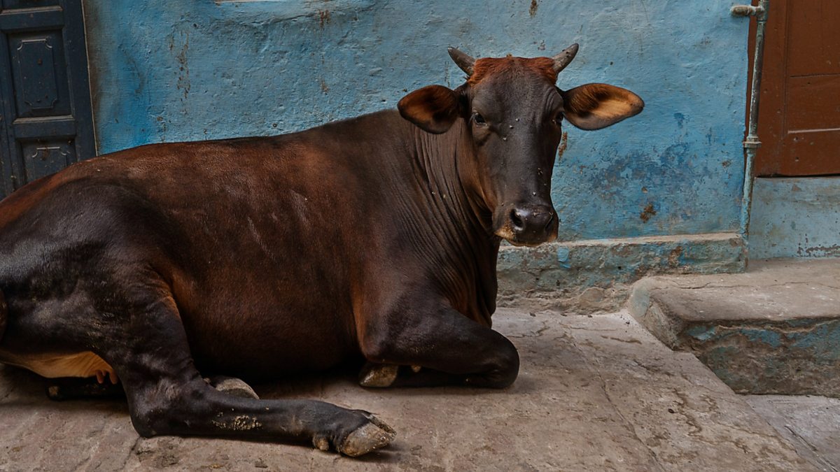 Investigation into death of more than 100 cows continues - BBC News