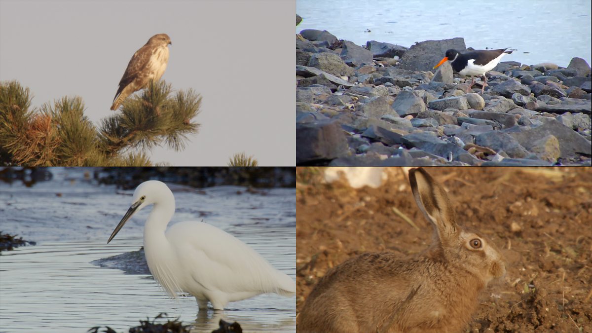 BBC Two Winterwatch Live Multiview