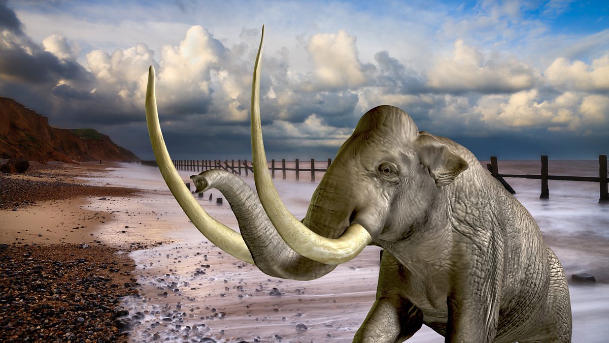 BBC Radio Norfolk - Stephen Bumfrey, Discoverer of West Runton mammoth ...