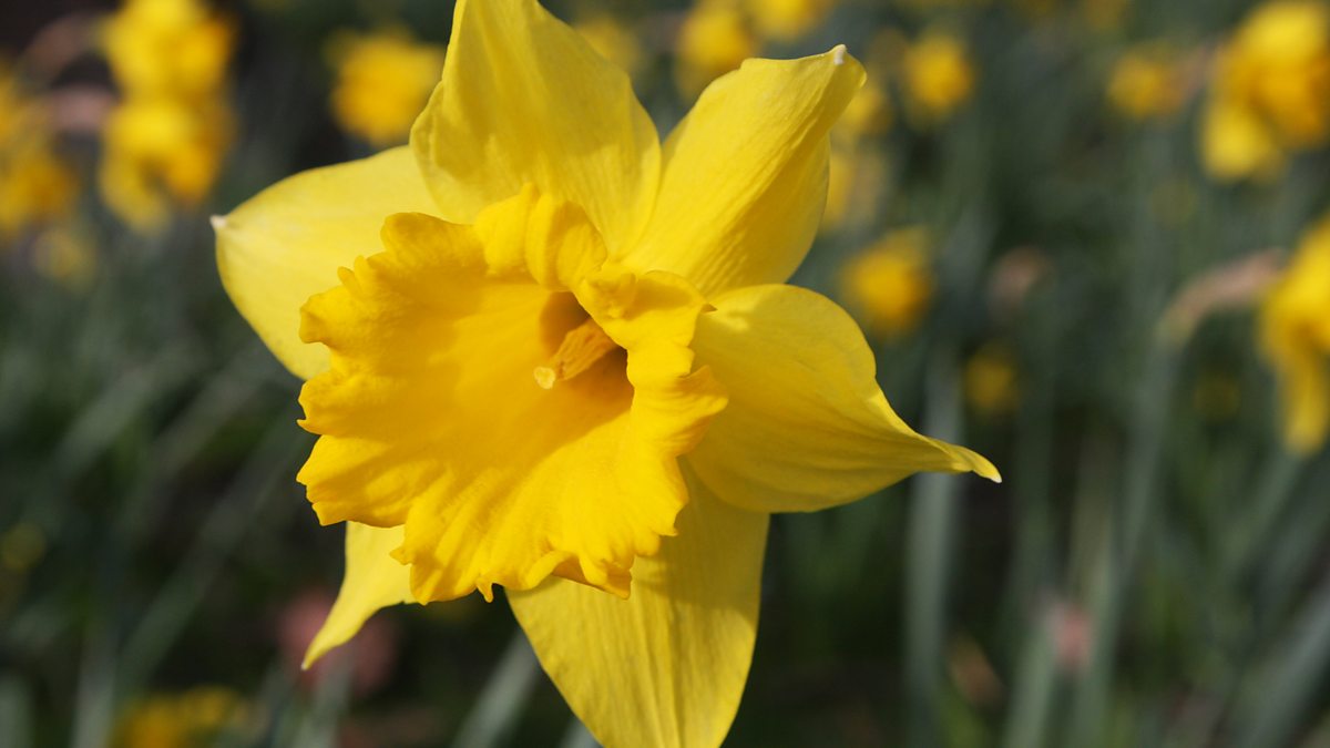 BBC Wales - BBC Wales - St. David's Day Quiz