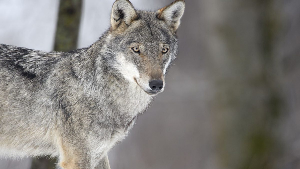 Bbc World Service - Discovery, Tooth And Claw: Wolves