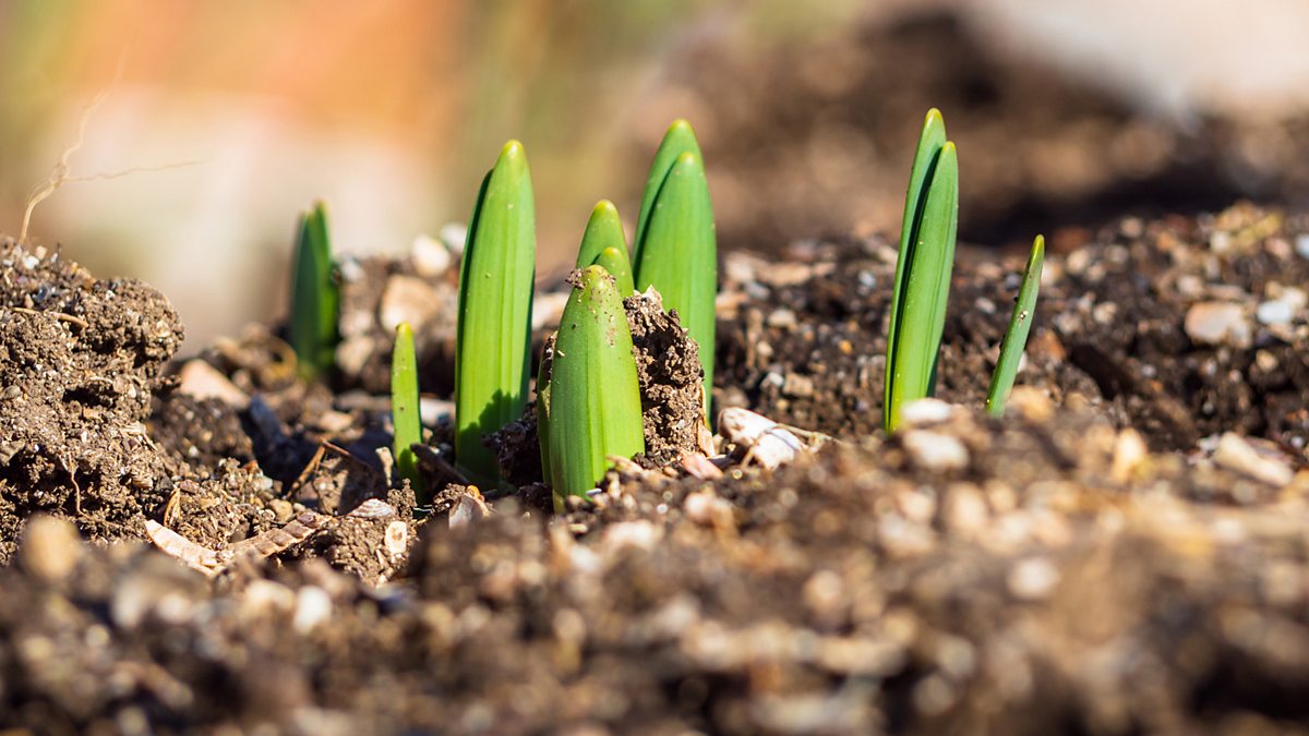 BBC Scotland - BBC Scotland - What causes garden bulbs to spring into life?