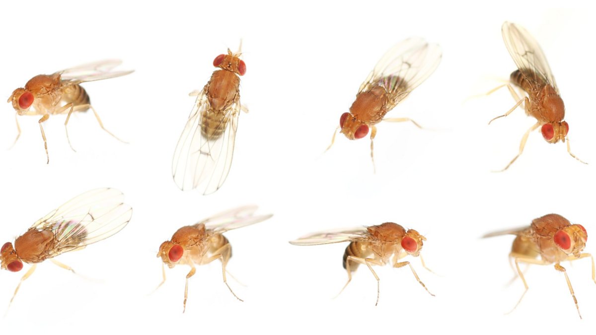 BBC World Service - CrowdScience, How high can insects fly?, Can ...