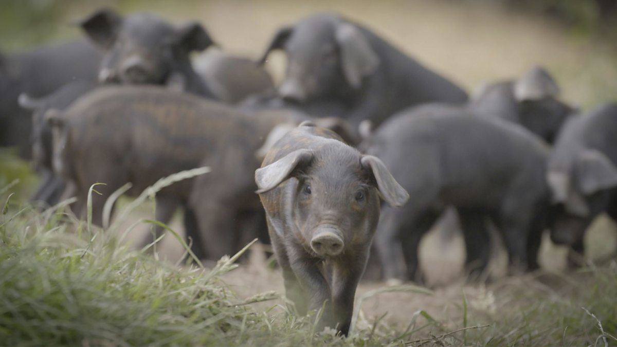 BBC Four - Secret Life of Farm Animals, Series 1, Pigs