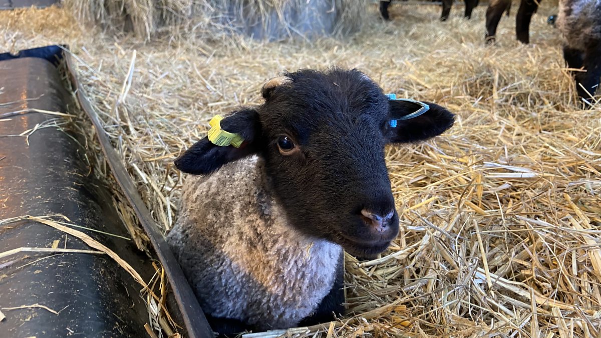BBC Radio Leeds Richard Stead, 07/03/2022, Temple Newsam farm in