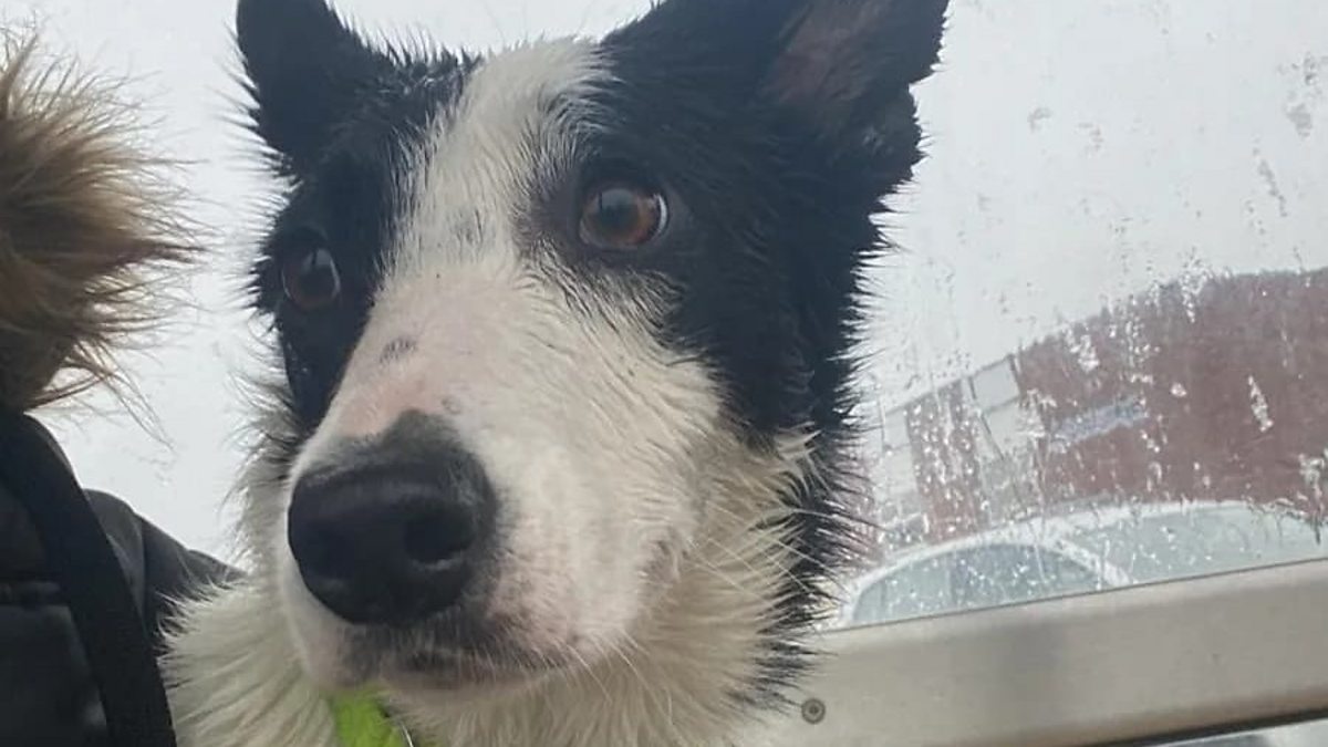 BBC Three Counties Radio Roberto Perrone, Stevenage dog takes the bus