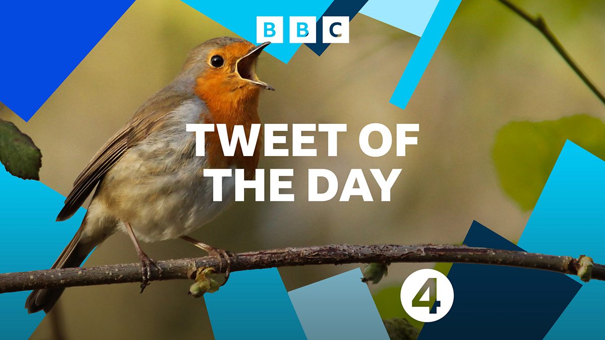 BBC Radio 4 - Tweet of the Day