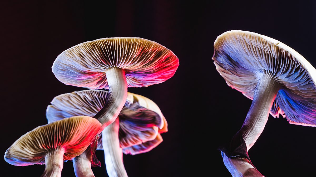 Unexpected Magic Of Mushrooms