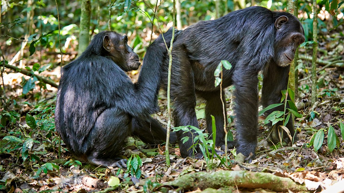 BBC Radio 4 Start the Week, Learning from apes, fish and wasps