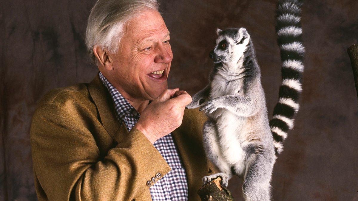 BBC iPlayer - The Life of Mammals - 5. Meat Eaters