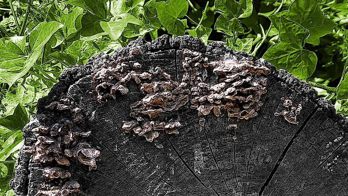 The Food Chain, The fungi kingdom Biology Diagrams