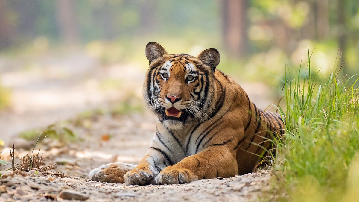 BBC Radio 4 - Crossing Continents, The Return of the Tigers