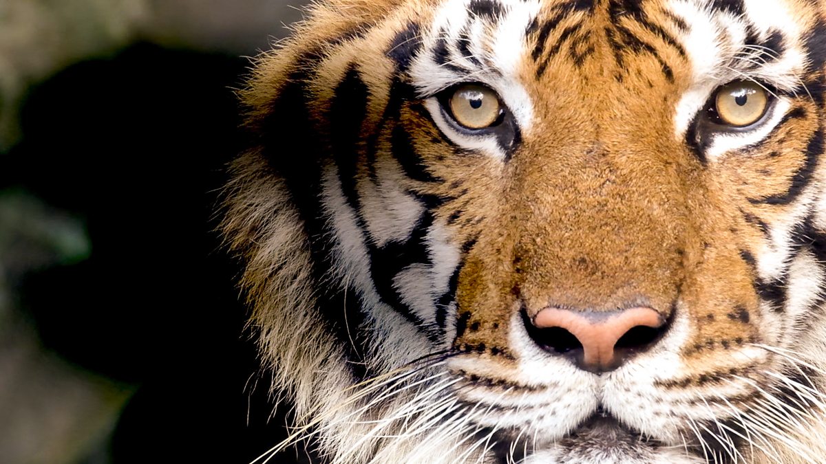 BBC News - Return of the Tigers