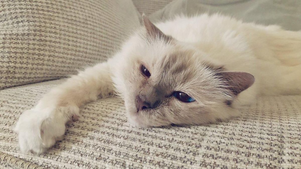 BBC Three Counties Radio The JVS Show, Should all cats be kept