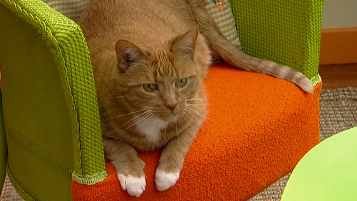 Balamory Series 4 12. Big Cats BBC iPlayer