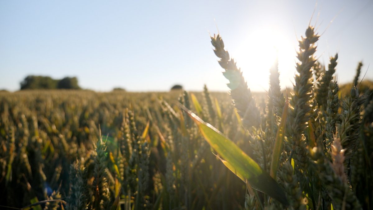 BBC iPlayer Make Sense of Your World Why Is Food Getting More