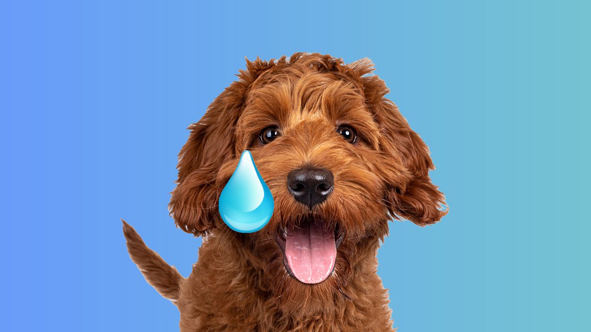 BBC Radio Learning English From The News Dogs Happy Tears 