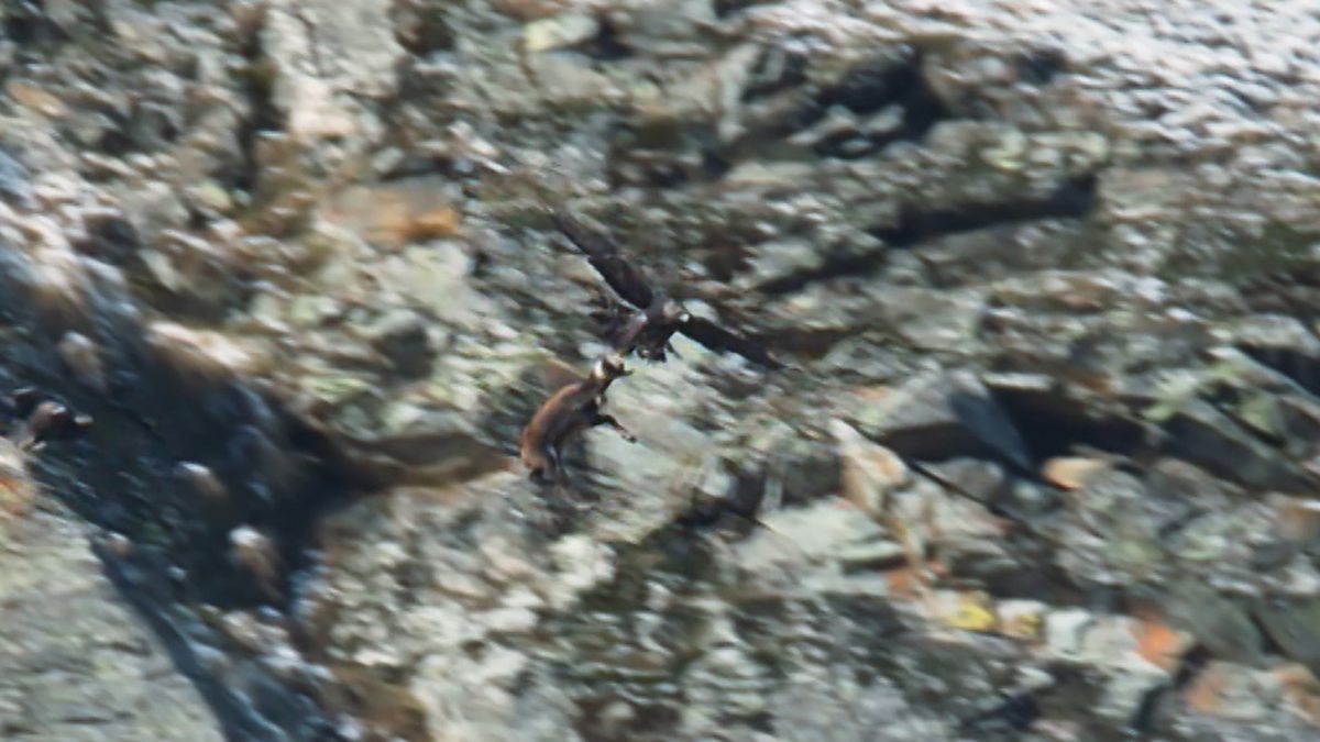 BBC One Frozen II, Series 1, Frozen Peaks, Golden eagle vs