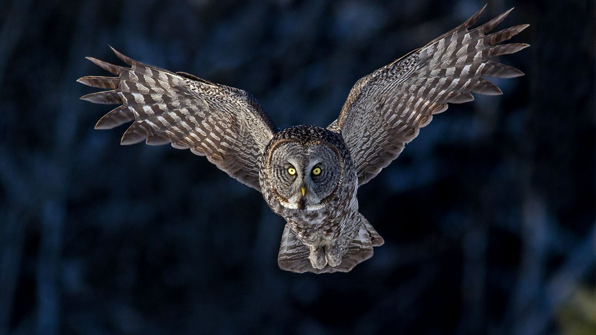 Great Gray Owl Flying