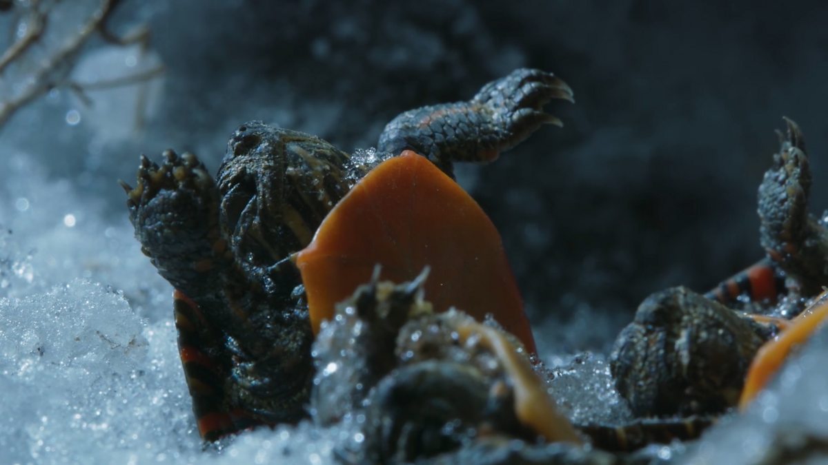 BBC One Frozen II, Series 1, Frozen Lands, Painted turtles