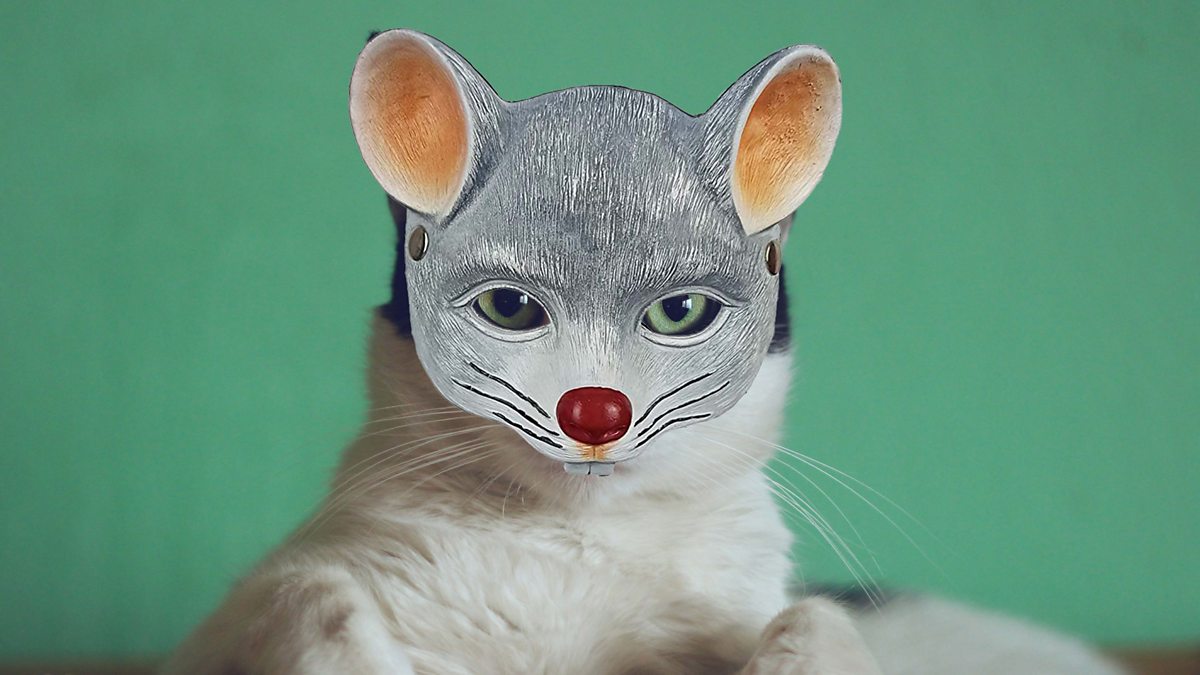 BBC Radio Leeds Rima Ahmed, "That's not a rat, that's a cat with a