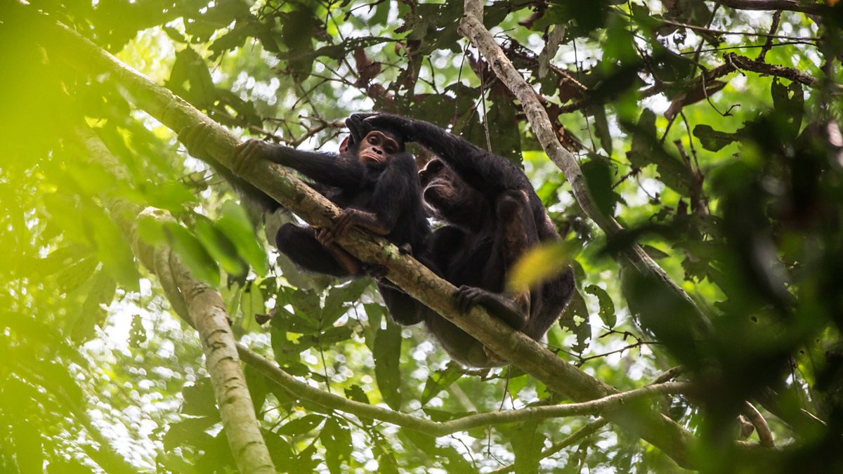 BBC World Service Newsday Study Chimpanzees And Gorillas Form   P0d6xk0m 