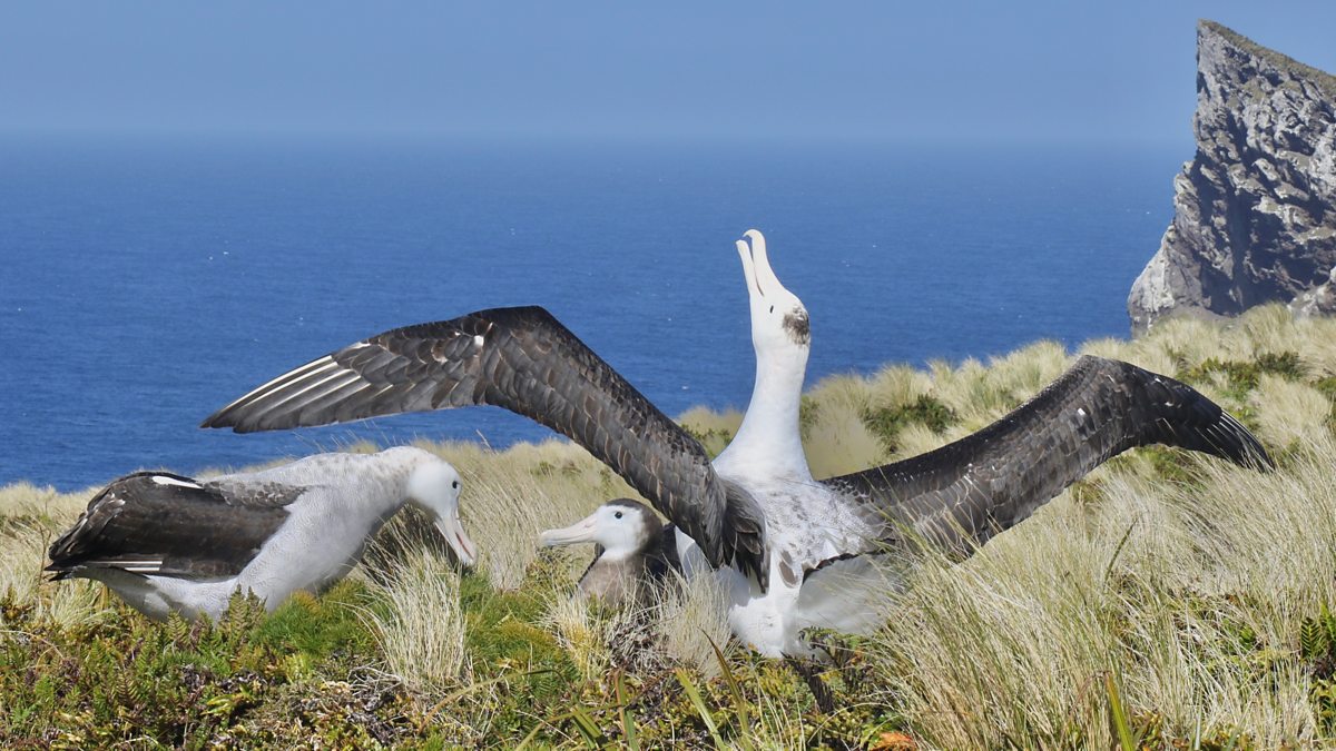 BBC One - Frozen Planet II - Revealing the plight of the Antipodean ...