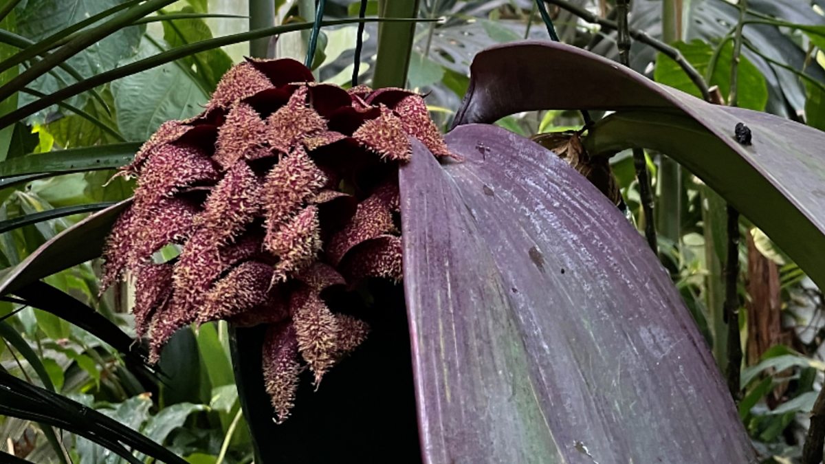 BBC Radio Cambridgeshire The Great Outdoors, 30/10/2022, 'It smells