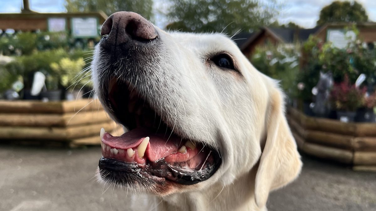 why dogs should be allowed in restaurants