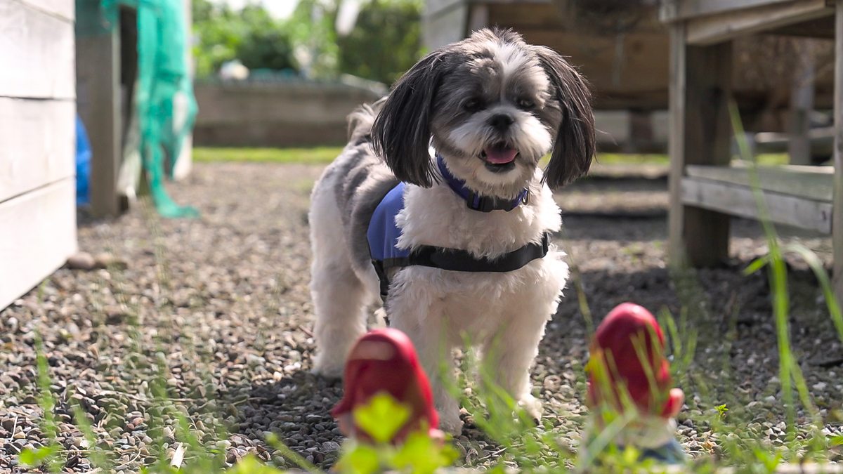 Dog Squad - Series 1: 9. Mission: Sunflower Adventure - BBC iPlayer