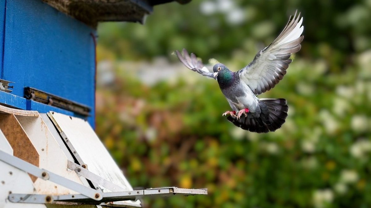 BBC Radio Leicester Ady Dayman, 08/11/2022, Avian flu halts pigeon racing
